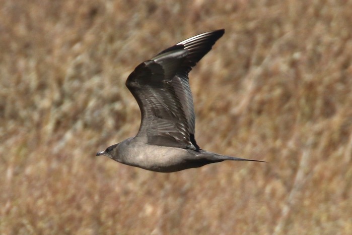 Arctic Skua