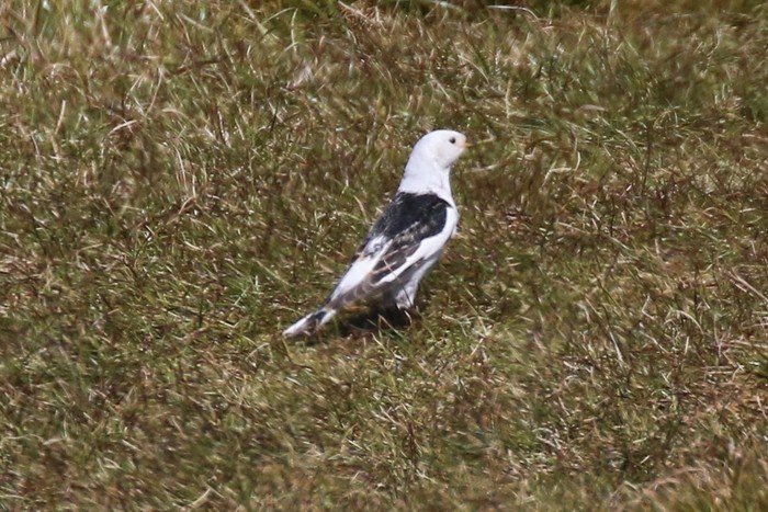 Snow Bunting