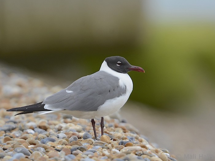 Laughing Gull