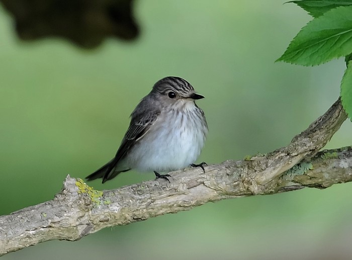 Spotted Flycatcher