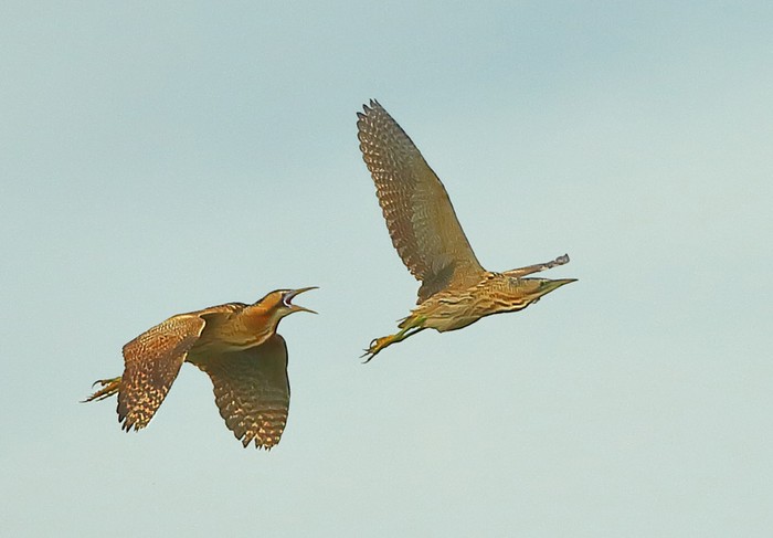 Bittern