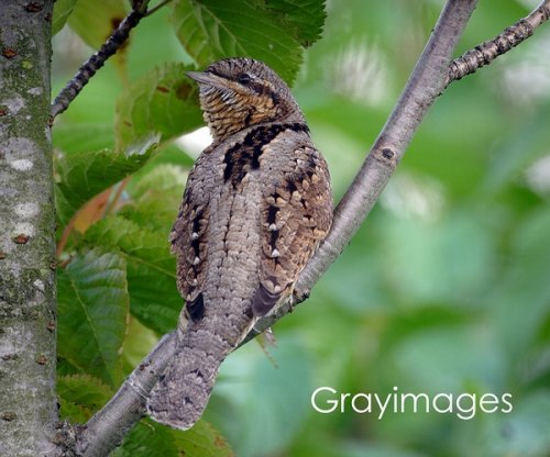 Wryneck