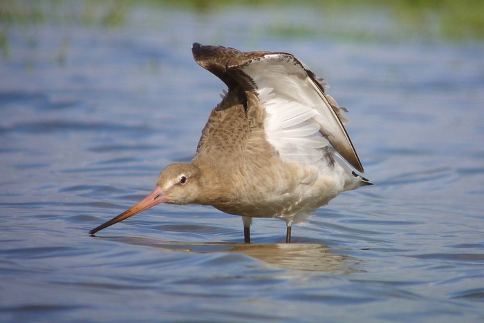 Black-tailed Godwit