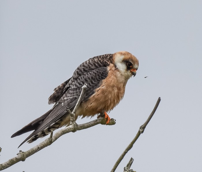 Red-footed Falcon