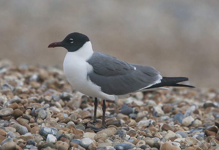 Laughing Gull
