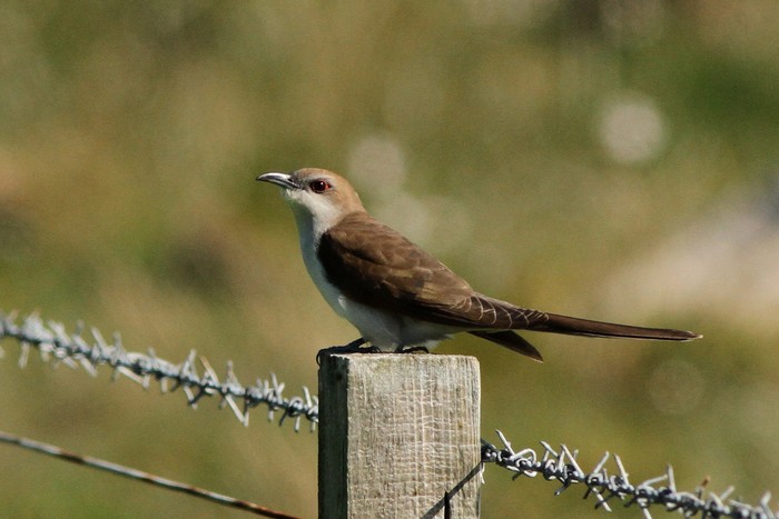 Black-billed Cuckoo