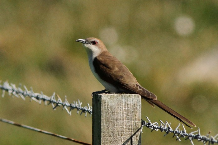 Black-billed Cuckoo