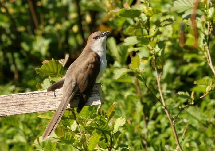 Black-billed Cuckoo