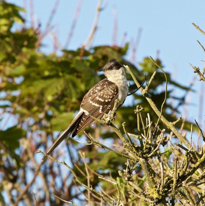 Great Spotted Cuckoo
