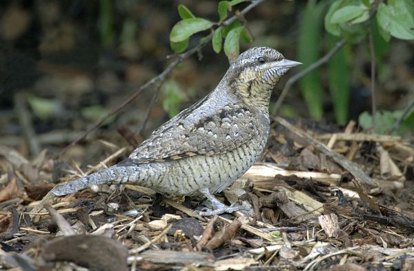 Wryneck
