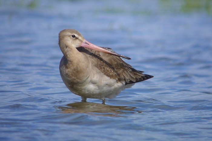 Black-tailed Godwit