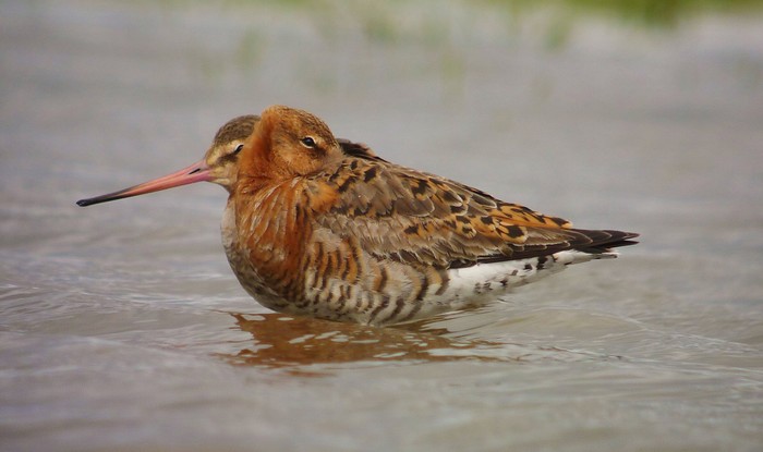 Black-tailed Godwit