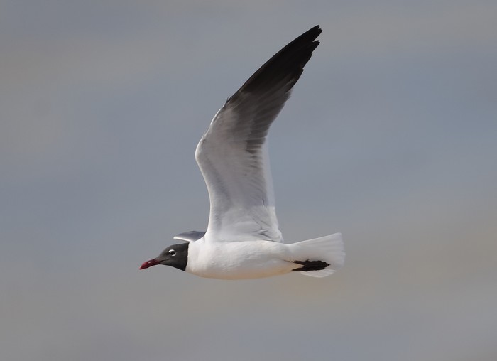 Laughing Gull