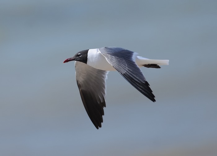 Laughing Gull