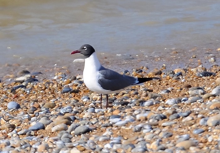 Laughing Gull