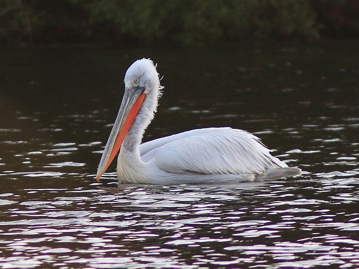 Dalmatian Pelican
