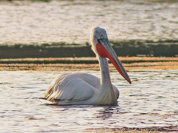 Dalmatian Pelican