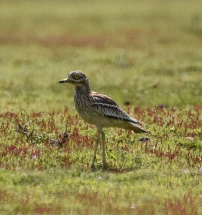 Stone Curlew