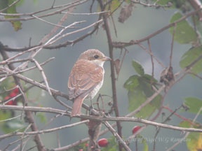 Red-backed Shrike