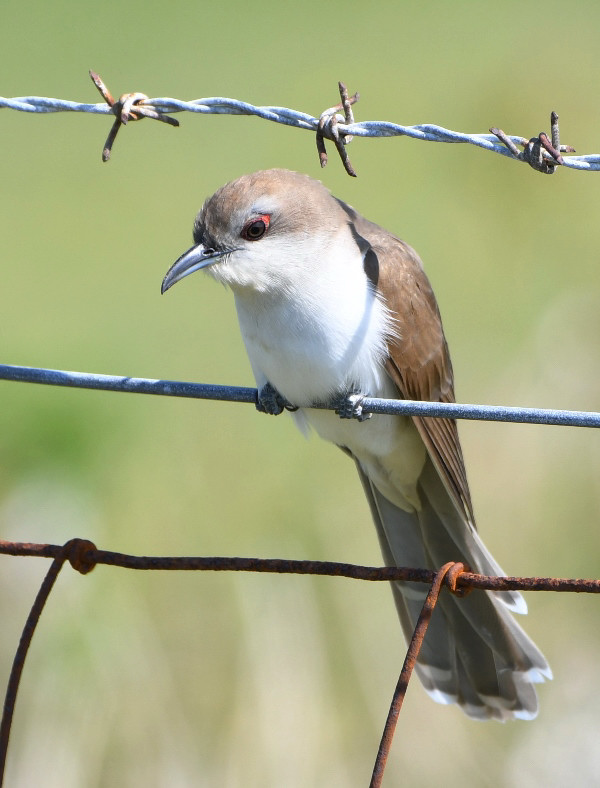 Black-billed Cuckoo