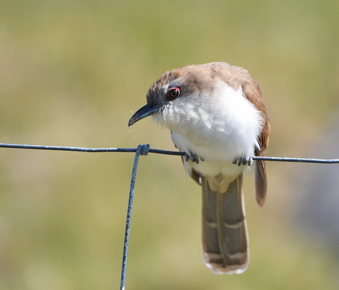 Black-billed Cuckoo