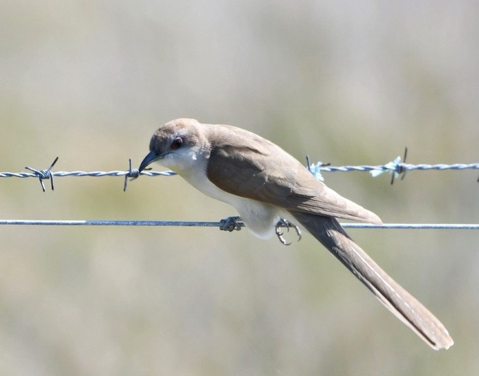 Black-billed Cuckoo