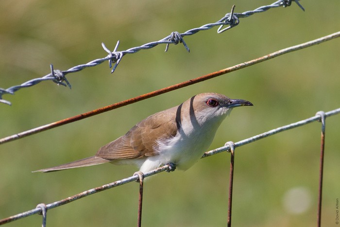 Black-billed Cuckoo