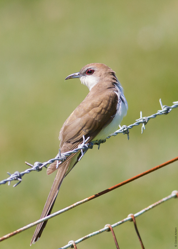 Black-billed Cuckoo