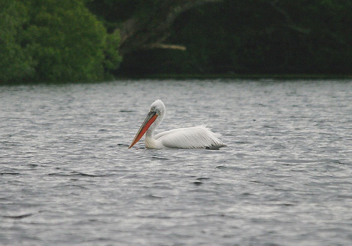 Dalmatian Pelican