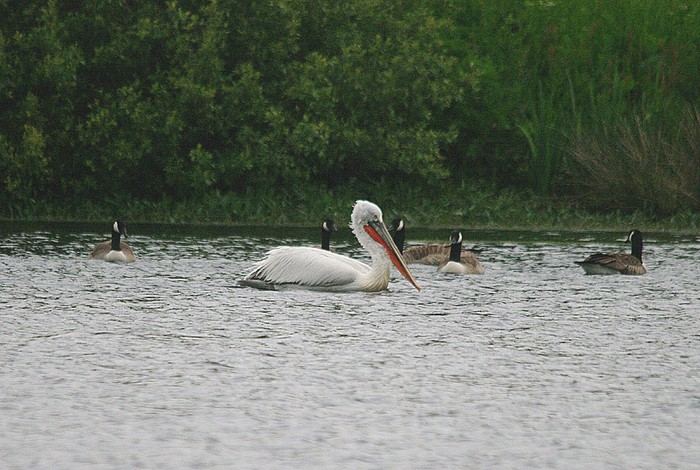 Dalmatian Pelican