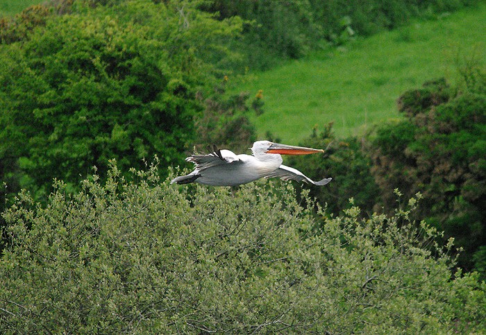 Dalmatian Pelican