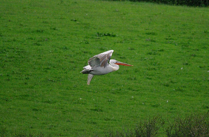 Dalmatian Pelican