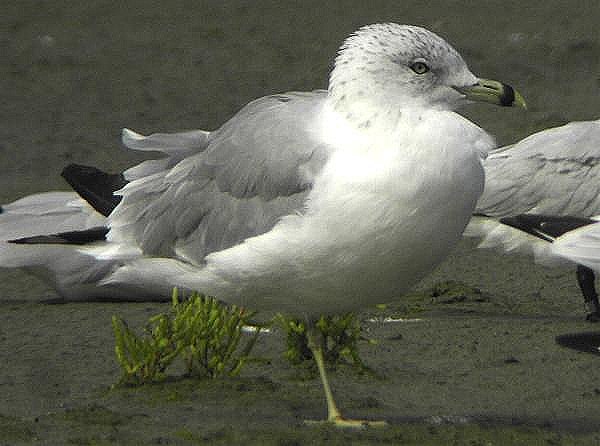 Ring-billed Gull