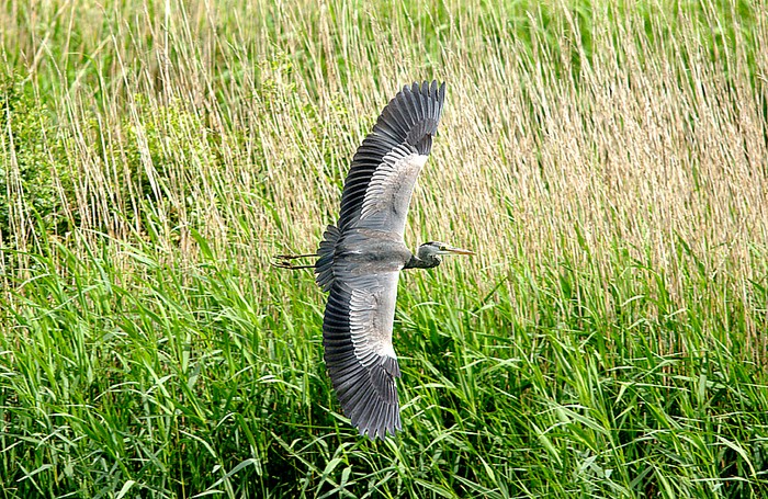 Grey Heron