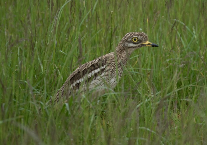 Stone Curlew