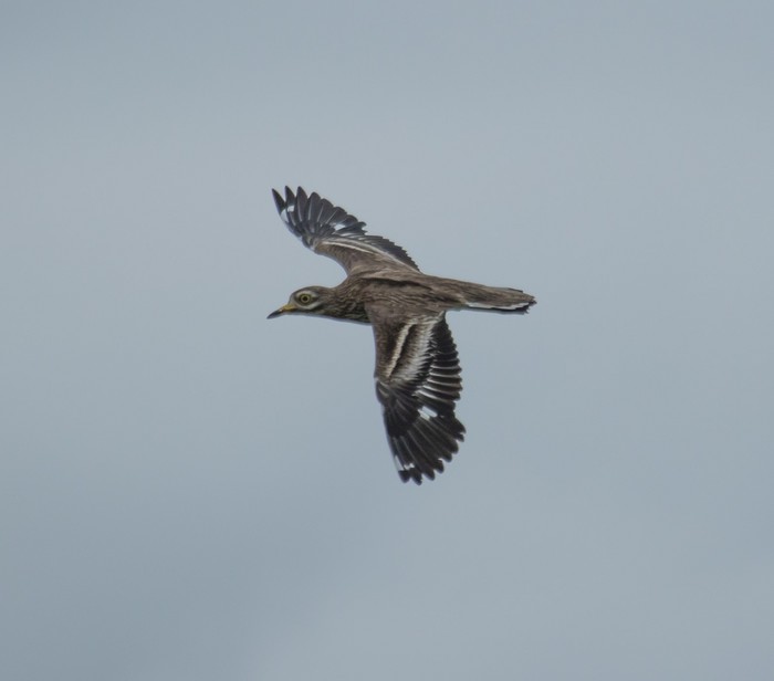 Stone Curlew