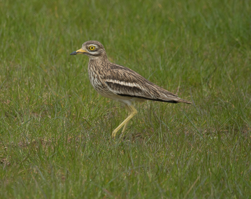 Stone Curlew