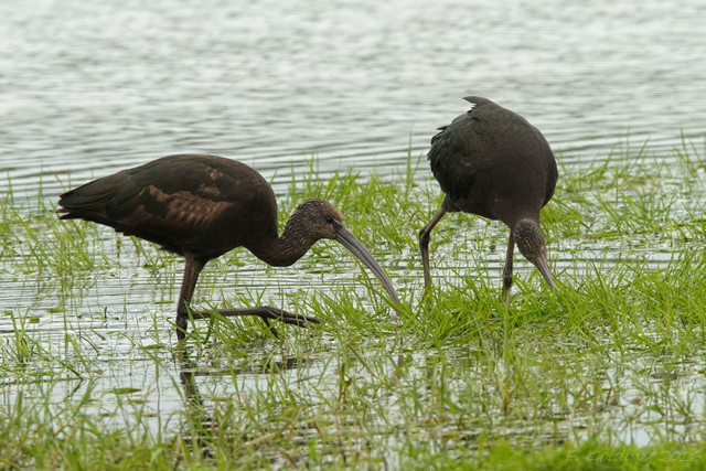 Glossy Ibis