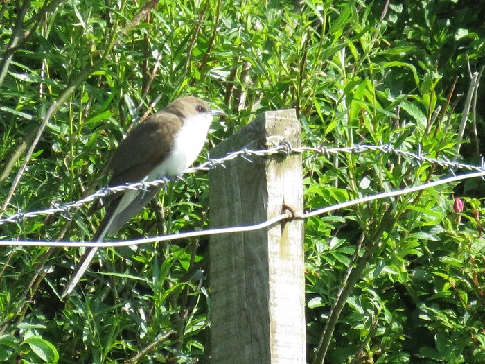 Black-billed Cuckoo