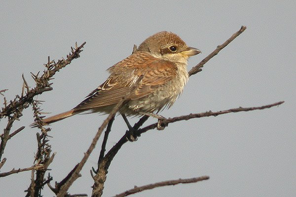 Red-backed Shrike