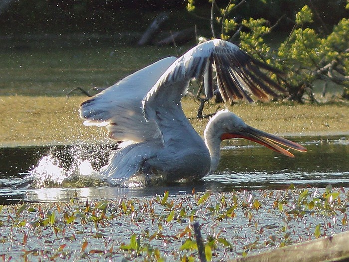 Dalmatian Pelican
