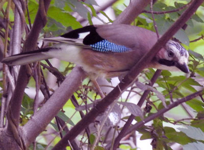 Jay