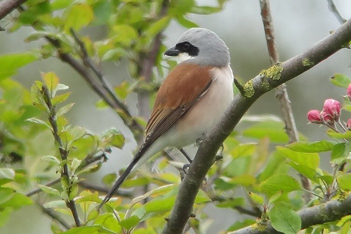Red-backed Shrike