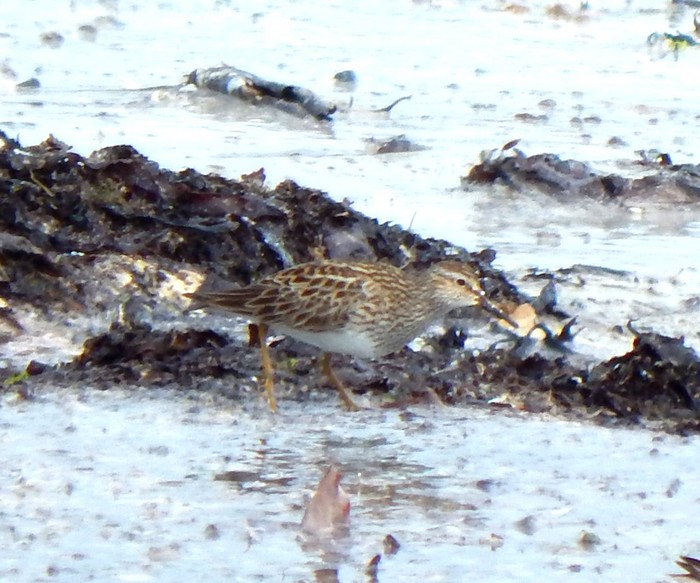Pectoral Sandpiper