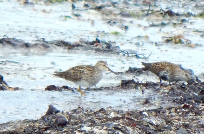 Pectoral Sandpiper