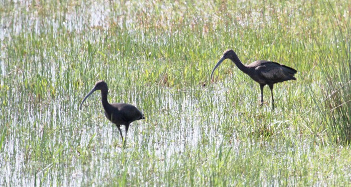 Glossy Ibis