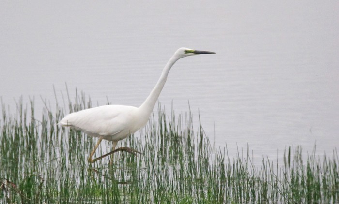 Great White Egret