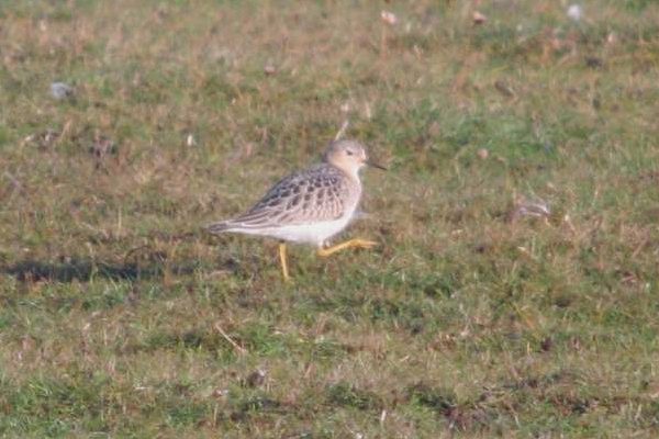 Buff-breasted Sandpiper