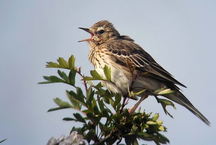 Tree Pipit