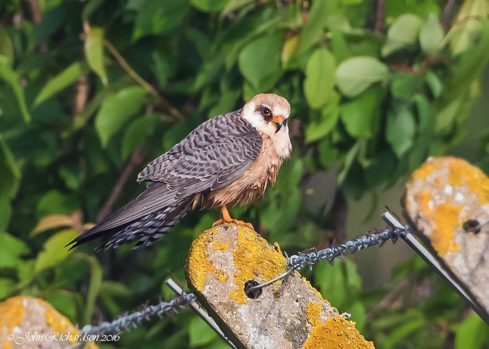 Red-footed Falcon